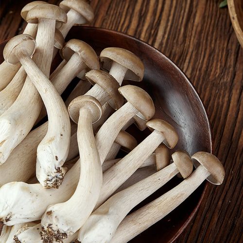 鹿茸菇新鲜云南时令蔬菜菌菇鲜鹿茸菌蘑菇食用菌菇类菌子菌类500g