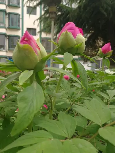 七美女游牡丹园