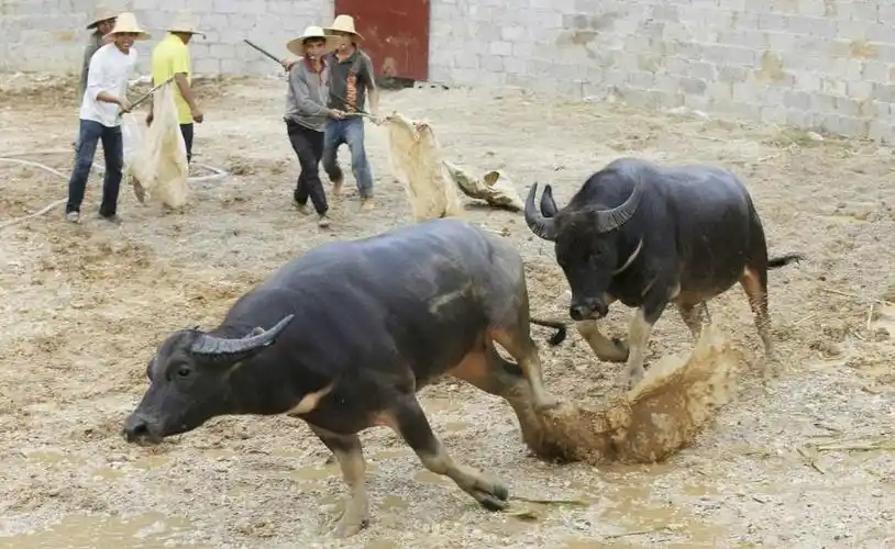 农村斗牛引村民围观时尚新闻5插图