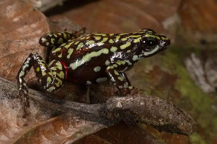 毒物,箭头,青蛙,三色,俘获,本土动植物,厄瓜多尔