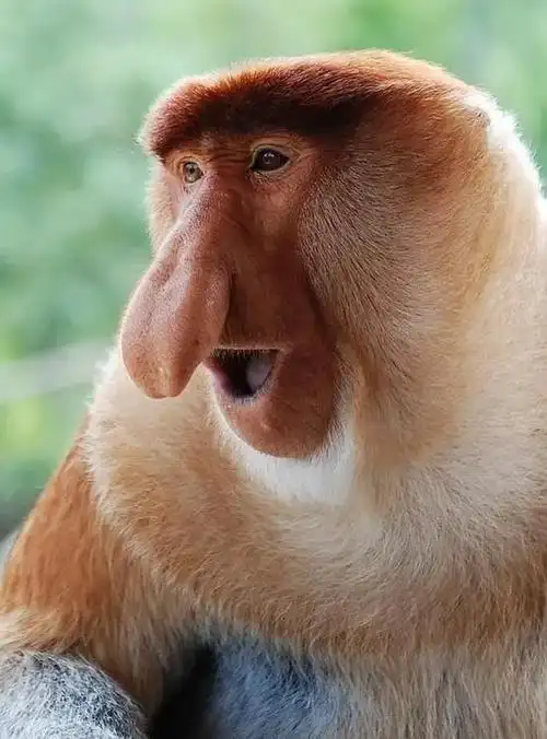 全世界一共生活着380万种不同的动物生活在地球的地上 海里 天上.