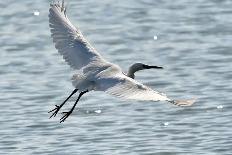 白鹭鸟的一些事