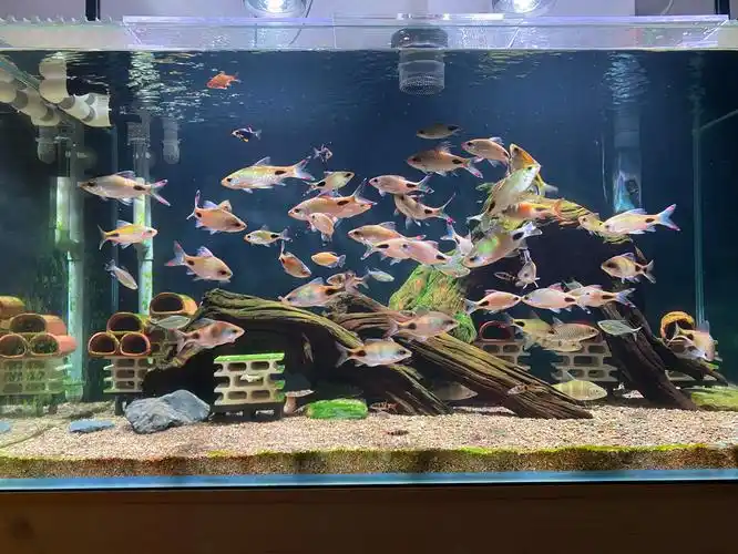 鱼缸里的鲫和鲃