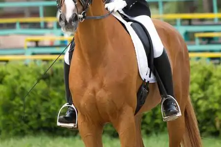 盛装舞步马图片