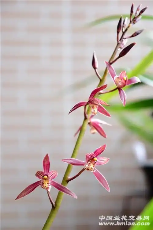 《瑶琳胭脂》《南国胭脂》-墨兰篇-中国兰花交易网社区