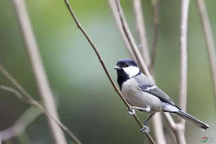 几只山雀 - 第2页 - 陕西版 shanxi 鸟网