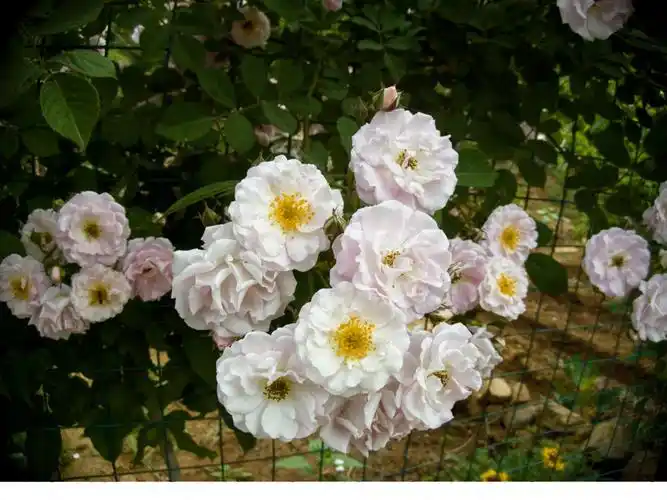 wolcam花玫瑰白玉堂七姊妹野蔷薇