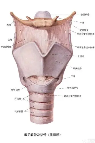 【共享】喉癌的ct表现 [病例帖]