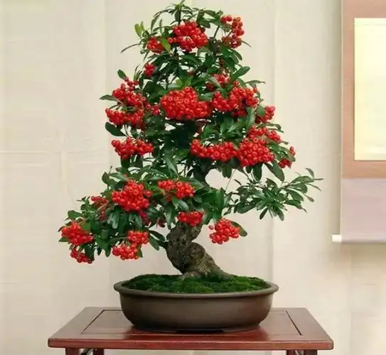 火棘盆景为何号称换盆死该如何避免和正确移栽