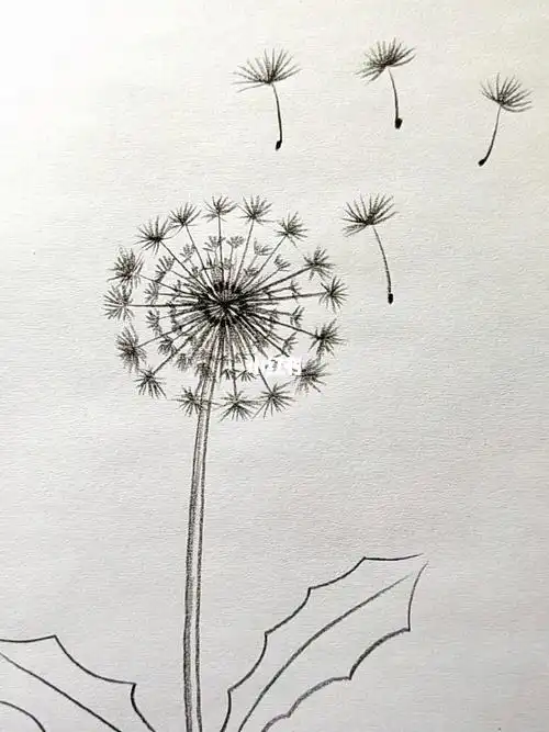 画旅行的蒲公英简笔画