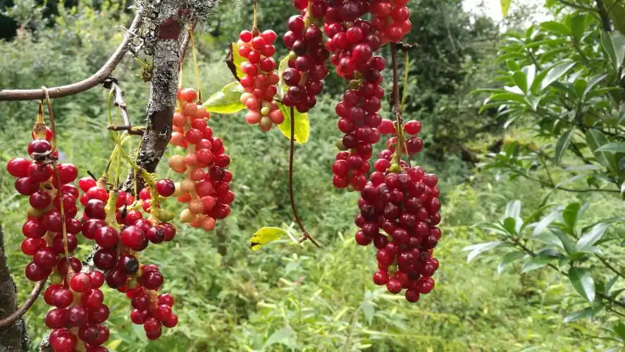 摘野生五味子记(10.17潮州日报.我有酒,一直等你的故事)