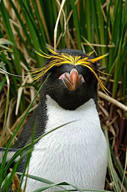 草,特写 英 文:south georgia island, cooper bay, macaroni penguin