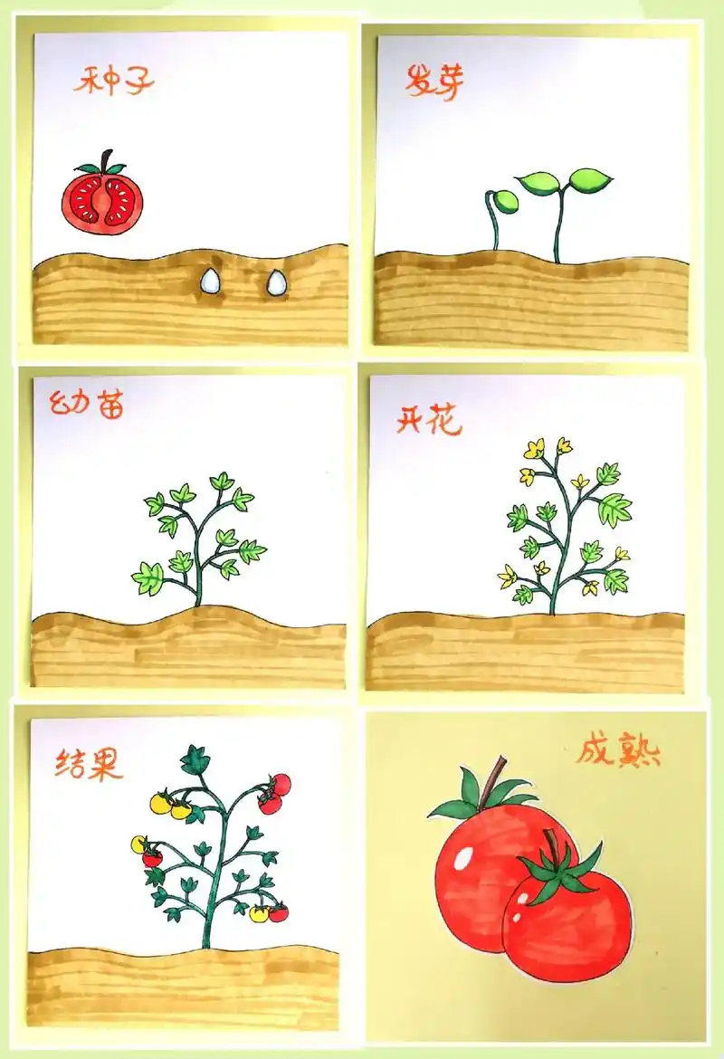 番茄成长记.一颗小小的种子的植物生长. #画画 #绘画 #绘 - 抖音