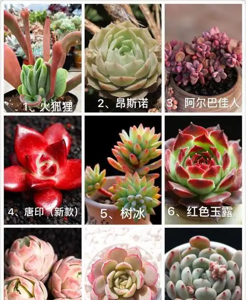 新款多肉植物命名依据是根据形态俗称译音图片名称对照识别