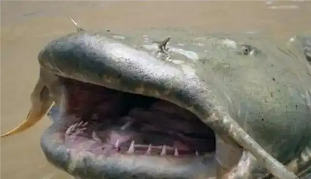 印度恐怖"食人水怪"终被抓住,原因竟然是