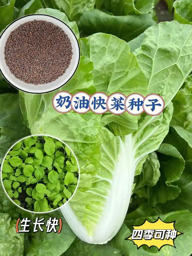奶油快菜种子
