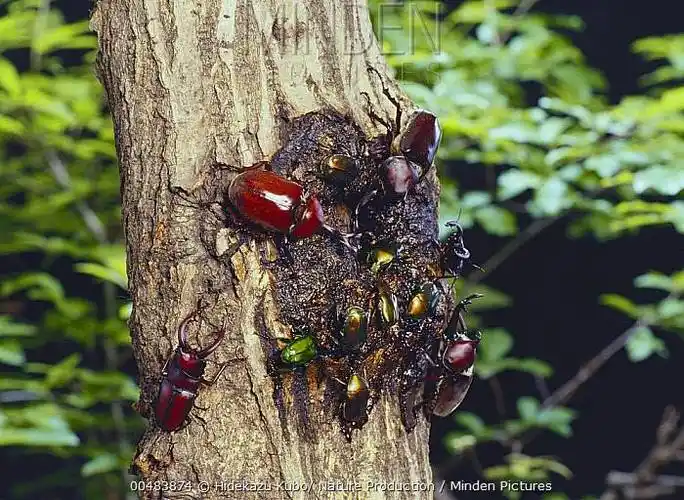 超帅气的独角仙能养吗好养吗怎么养