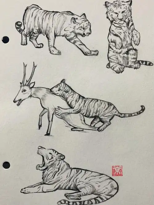 老虎速写虎年画虎简笔画手绘附过程