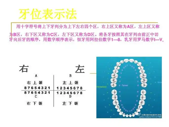 牙位表示法