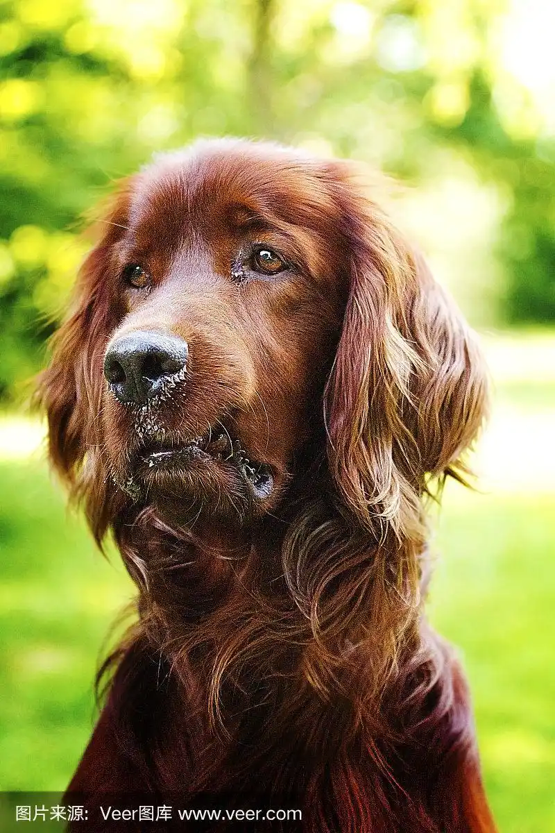 美丽的爱尔兰雪达犬