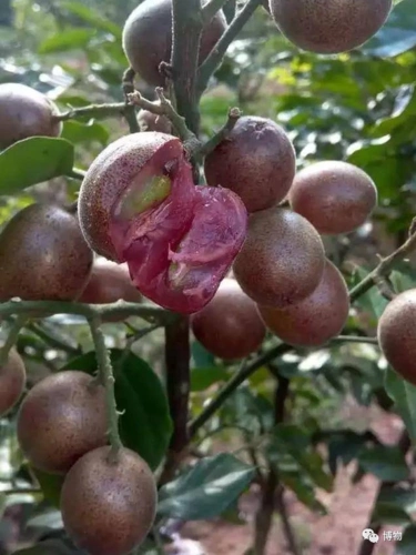 紫黄皮 图片来源:plantnews黄皮也有无核的品种,而且不是现在选育的.