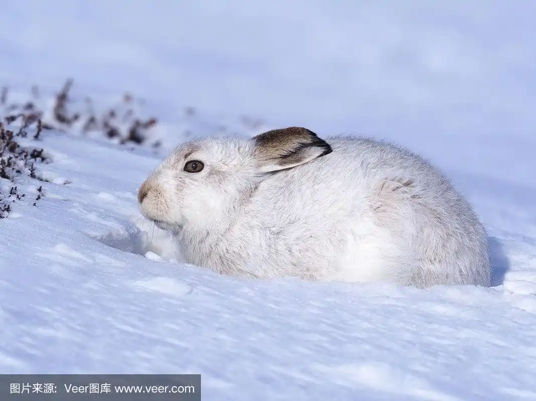 雪兔,北极兔,无人,自然,野兔