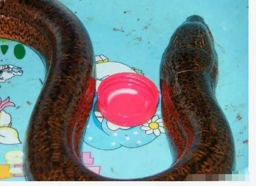 比划着都有小孩子的腿那么粗了,因为长相品种奇特