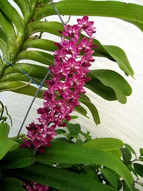 rhynchostylis gigantea 大狐尾兰