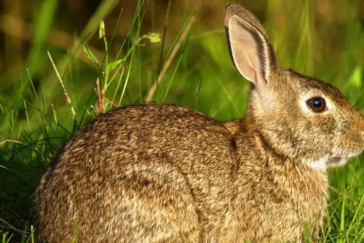 一对健康的兔子和后代自由繁殖,一年内可以增加到1300只兔子!_野兔_动