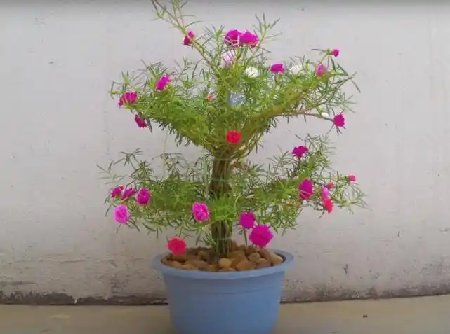 介绍如何让盆栽太阳花提升一个档次,也就是把太阳花做"盆景树"造型