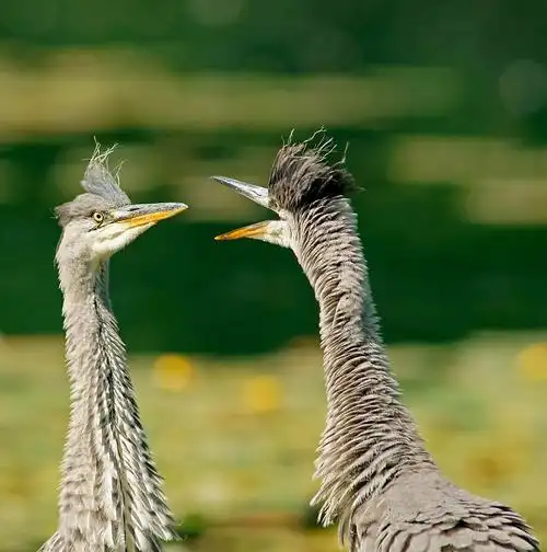 灰鹭(ardea cinerea)和雏鸟在巢,哥廷根,哥廷根,下萨克森州,德国,欧洲