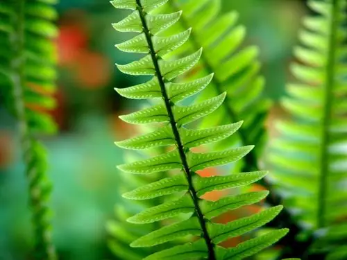 壁纸- vplants5_029