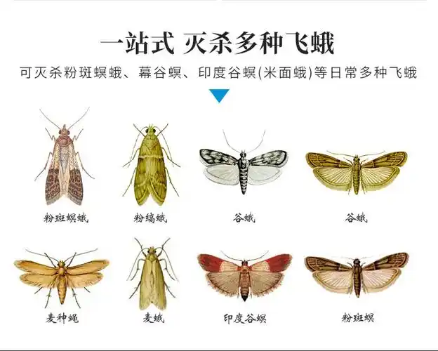 飞蛾粘捕器诱捕器飞蛾陷阱室内灭飞虫抓捕神器信息素原理 批发