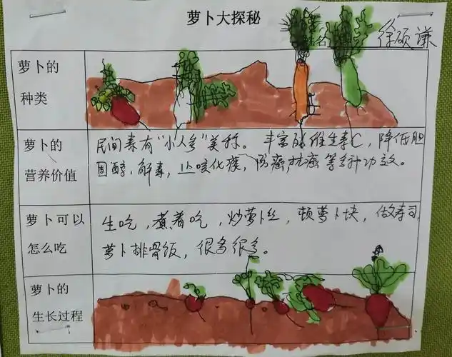 "嗨"翻萝卜——小一班班本课程