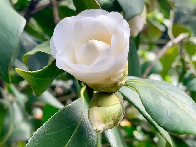 韶光中茶花盛开