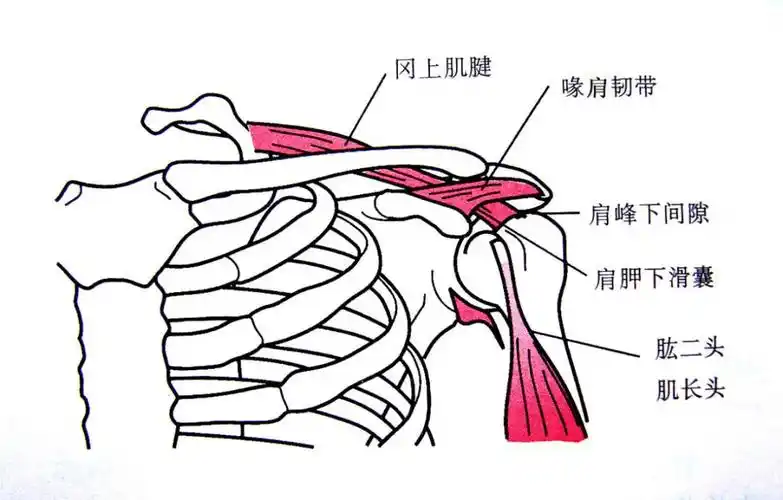 肩痛症肩峰撞击综合征