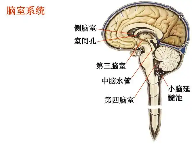 脑室系统和脑脊液循环ppt