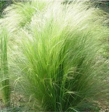 [细叶芒批发]细叶针芒/细叶芒草,宿根时令花草,绿化花卉价格0.