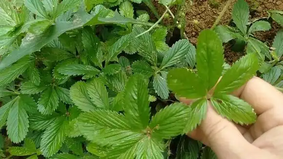 这种植物俗称"五爪龙",长得像蛇莓,是一味草药,认识一下吧