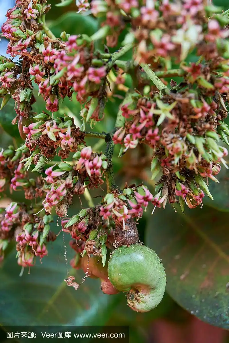 腰果长在树上的腰果