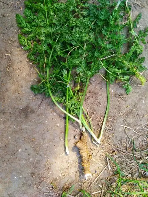 野生胡萝卜蒿图片