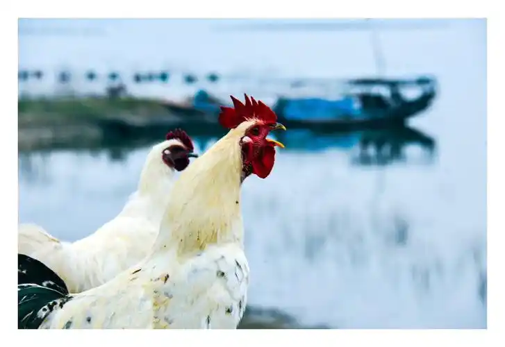 《鸡鸣丹江》2013.11.8日拍于淅川县盛湾镇鱼关村丹江河边.