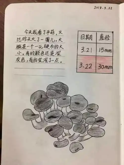 【你好!大自然】第57期:9岁娃的蘑菇养成记