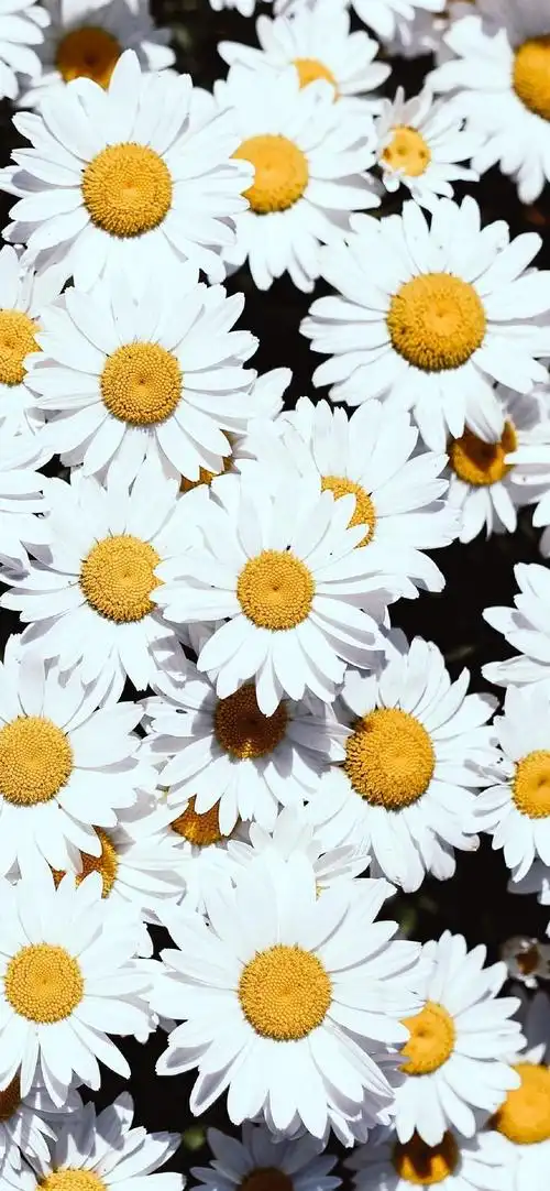 各类鲜花唯美摄影高清手机壁纸