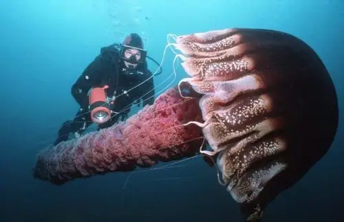 尾巴长26万光年巨型水母在太空遨游科学家也被它整懵了