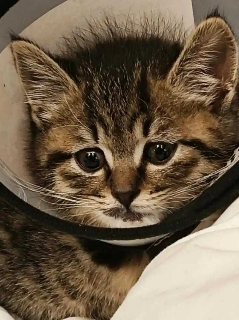 点击查收歪嘴猕猴桃  真的是只可爱的小猫咪,黑爪爪真的是太让人无法