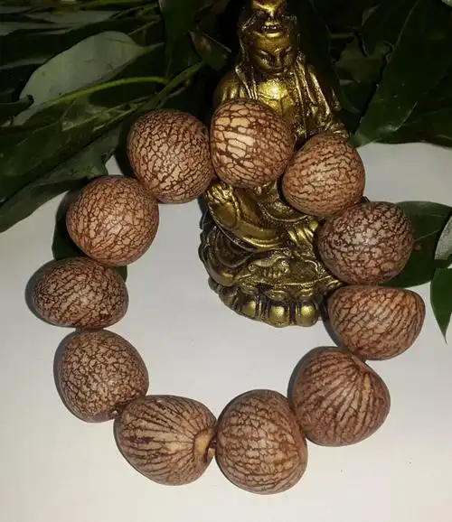 天然金丝菩提子 原籽 金丝果菩提子手串 血丝菩提血丝金线