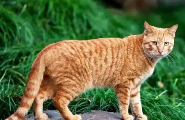 每日一猫:中华狸花猫