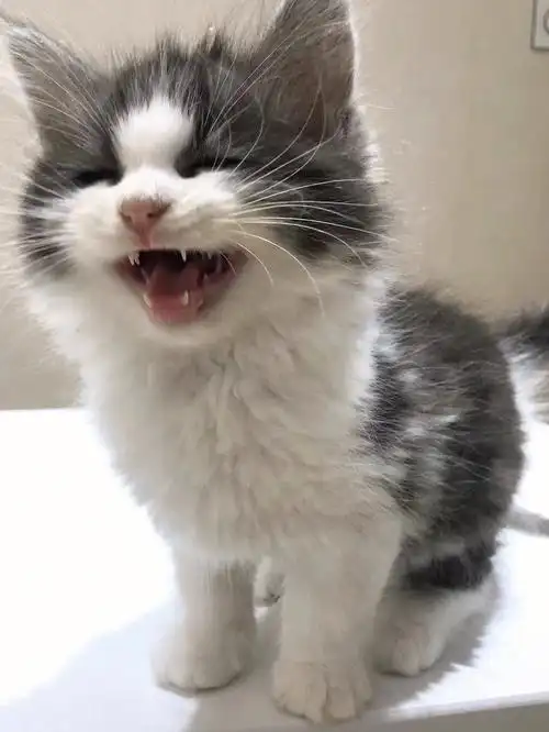 美短起司猫不要太活泼