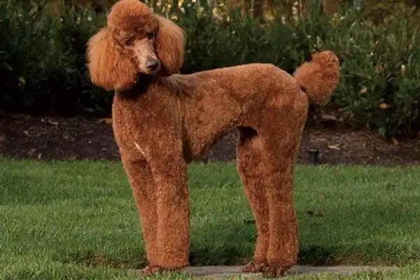 巨型贵宾犬多少钱一只?巨型贵宾什么颜色最好?